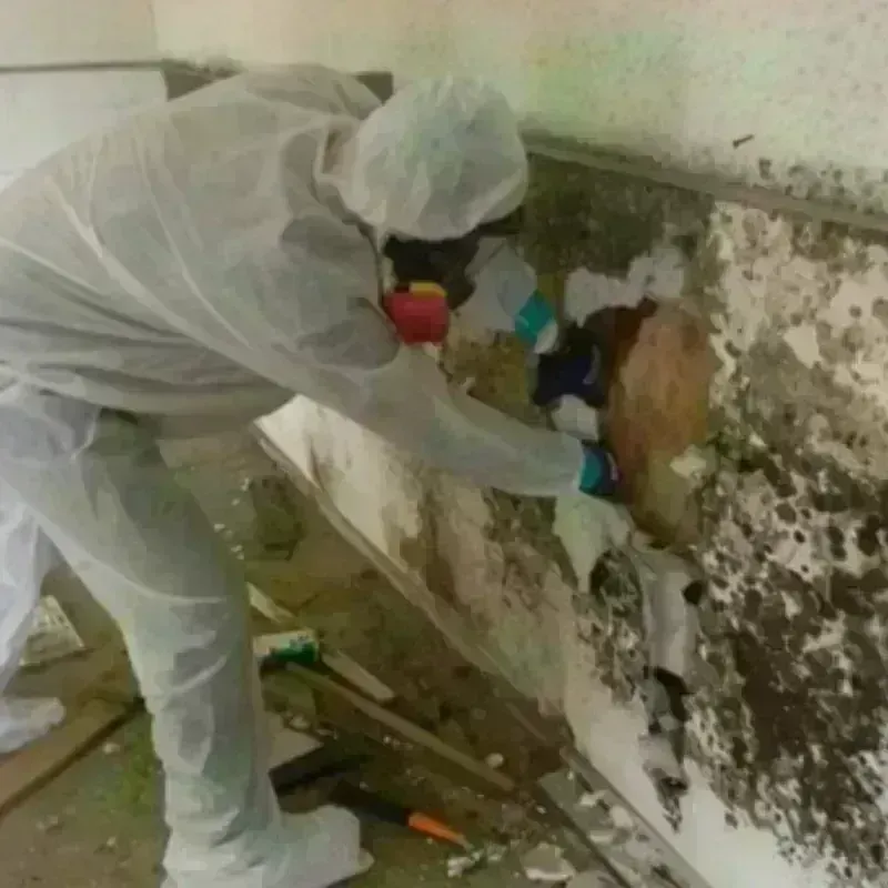 Mold Remediation and Removal in Winston County, MS